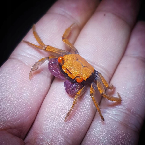Краб Тиоманикум Неон  Диско  (Geosesarma tiomanicum sp. Neon) САМЕЦ