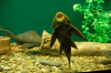 Сом Птеригоплихт парчовый (Pterygoplichthys Gibbiceps) 5 см.
