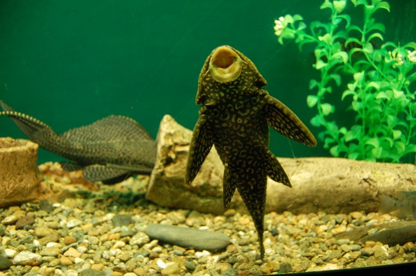 Сом Птеригоплихт парчовый (Pterygoplichthys Gibbiceps) 5 см.