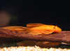 Анциструс красный вуалевый (Ancistrus dolichopterus red) рэд сом - присоска. 5-6 см