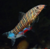 Боция Стриата полосатая (Botia striata) 5 см
