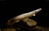 Полиптерус Сенегальский (Polypterus senegalus) 5-6 см 