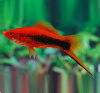 Меченосец Кубинский (Xiphophorus helleri Red Black Tuxedo)