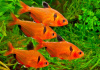 Тетра Серпас  Минор (Hyphessobrycon Callistus)