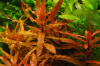 Аммания Изящная меристемная (Ammannia gracilis)