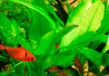 Эхинодорус сердцелистный овальный (Echinodorus cordifolius Ovalis)