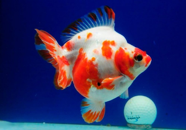 Риукин сакура короткохвостый (Goldfish Ryukin Sakura short tail)