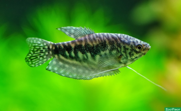 Гурами мраморный (Trichogaster trichopterus)2,5 см