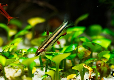 Нанностомус Маргинатус карликовый (Nannostomus marginatus)