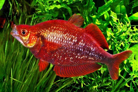 Глоссолепис красный (Glossolepis incisus)