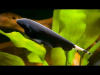 Аптеронотус Нож черный (Apteronotus albifrons)  3,5-4 см 