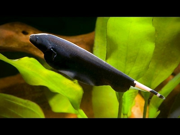 Аптеронотус Нож черный (Apteronotus albifrons)  3,5-4 см 