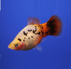 Пецилия красно белая ситцевая (Xiphophorus maculatus white & red calico Platy)