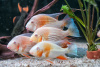 Цихлида Акарихтис Хеккеля Альбино (Albino Acarihthys heckelli) 3-4 см