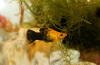 Моллинезия черно-желтая (Poecilia latipinna Gold and Black Molly fish) 4,5-4,8 см