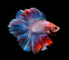 Петушок Халф Мун двухвостый Фанси самец (Betta splendens Halfmoon fancy)