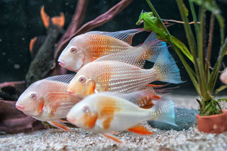 Цихлида Акарихтис Хеккеля Альбино (Albino Acarihthys heckelli) 3-4 см