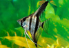 Скалярия Зебра бриллиантовая (pterophyllum zebra Diamond)