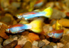 Гуппи берлинский желтохвостый (Guppy German Yellow Tail)