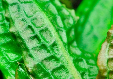 Криптокорина родственная аффинис (Cryptocoryne affinis)