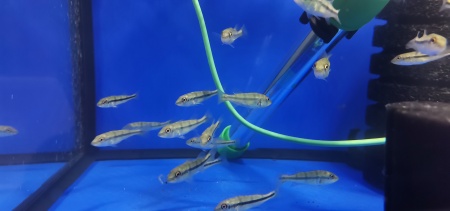 ЦИХЛА АЗУЛ  (Cichla Azul piquiti) 4-4,5 см