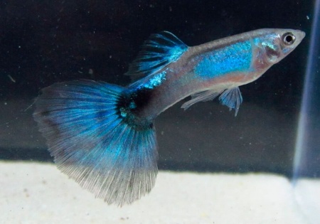 Гуппи синий бриллиант (Guppy Blue Diamond)