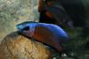 Цихлида Копадихромис Каданго (Copadichromis borleyi «Kadango»)