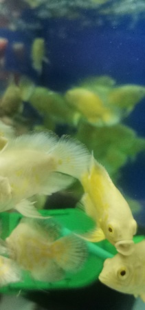 Цихлида Астронотус Лимонный  5 см  (astronotus-ocellatus Ellow)