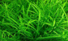 Сагиттария стрелолист (Sagittaria subulata)