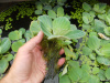 Пистия (Pistia stratiotes) 3см
