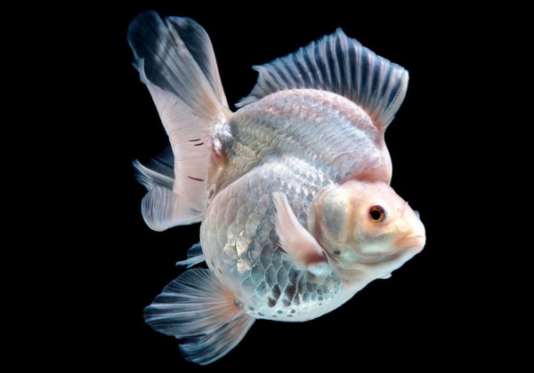 Риукин белый с широким хвостом (Goldfish Ryukin whit-broad tail)