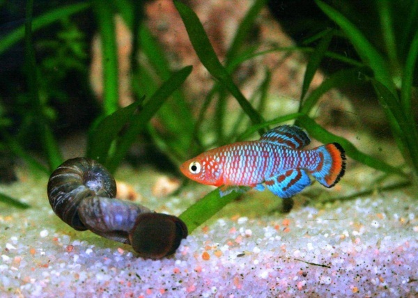 Нотобранхиус Рахова (Nothobranchius rachovii)