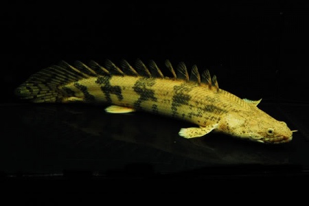 Полиптерус Эндлихера (Polypterus endlicheri) 5-7 см