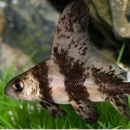 Парусник китайский чукучан (Myxocyprinus asiaticus)