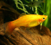 Меченосец Золотая комета (Xiphophorus helleri Golden)