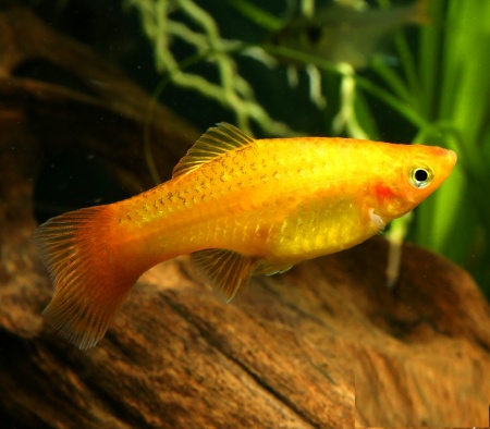 Меченосец Золотая комета (Xiphophorus helleri Golden)