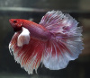 Петушок Халфмун Дамбо красный бабочка самец (betta-dumbo-red-butterfly)