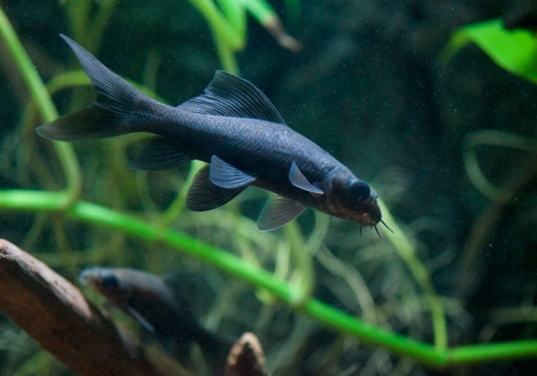 Лабео черный (Morulius chrysophekadion)