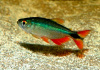 Хемиграммус Тетра гоноптерус (Hemigrammus Caudovittatus)