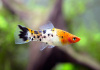 Меченосец Геллера трехцветный (Xiphophorus helleri Tricolor)