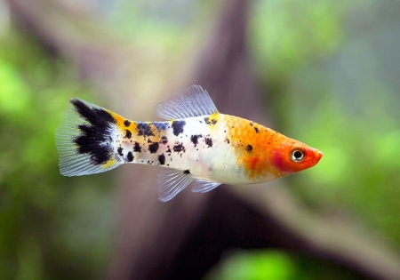 Меченосец Геллера трехцветный (Xiphophorus helleri Tricolor)