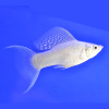 Моллинезия снежинка лирохвостая (Poecilia latipinna Silver lyretail Molly)