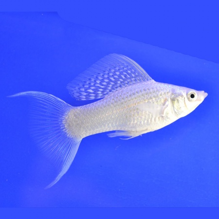 Моллинезия снежинка лирохвостая (Poecilia latipinna Silver lyretail Molly)