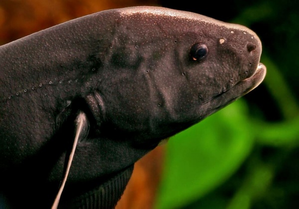 Аптеронотус Нож черный (Apteronotus albifrons)