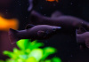 Моллинезия черная  (Poecilia sphenops Black Molly)