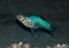 Пецилия голубая ситцевая (Xiphophorus maculatus Blue Calico Platy)