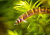 Акантофтальмус Кюля (Acanthophthalmus Pangio kuhlii) 5 см 