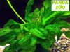 Echinodorus parviflorus Tropiсa- Эхинодорус парвифлорус Тропика E015