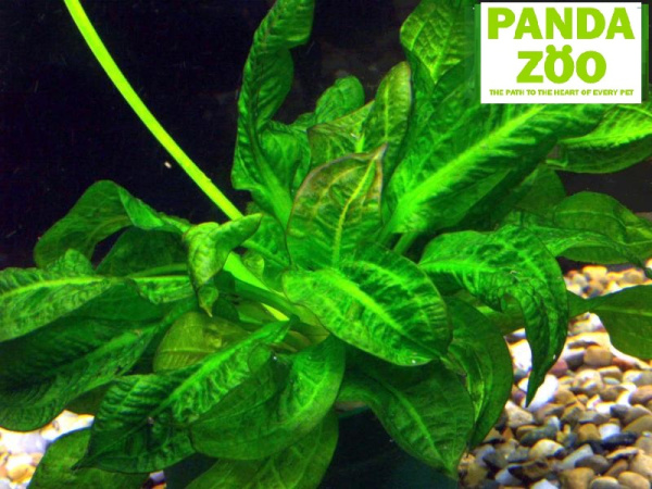 Echinodorus parviflorus Tropiсa- Эхинодорус парвифлорус Тропика E015