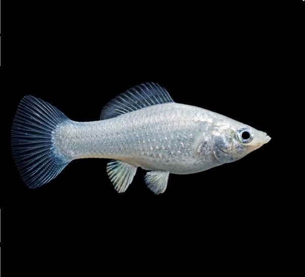 Моллинезия снежинка сербристая (Poecilia latipinna Silver Molly)
